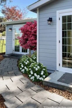 Snow Globe Gardenia - 3 Gallon Pot 11 Snow Globe Gardenia - 3 Gallon Pot -FloraHaven Shop gardenia jasminoides snow globe 3