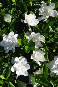 Snow Puff Hardy Gardenia - 1 Gallon Pot 9 Snow Puff Hardy Gardenia - 1 Gallon Pot -FloraHaven Shop gardenia jasminoides snow puff 2 2