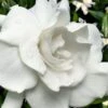 Snow Puff Hardy Gardenia - 1 Gallon Pot -FloraHaven Shop gardenia jasminoides snow puff 4 2