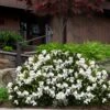 Steady As She Goes Hardy Gardenia - 3 Gallon Pot -FloraHaven Shop gardenia jasminoides steady as she goes 3
