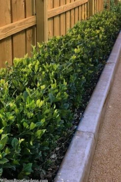 Summer Snow Gardenia - 3 Gallon Pot -FloraHaven Shop gardenia jasminoides summer snow 11