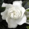 Summer Snow Gardenia - 3 Gallon Pot -FloraHaven Shop gardenia jasminoides summer snow 12