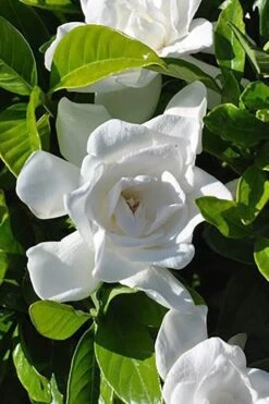 Summer Snow Gardenia - 3 Gallon Pot -FloraHaven Shop gardenia jasminoides summer snow 4