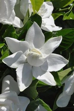 Summer Snow Gardenia - 3 Gallon Pot -FloraHaven Shop gardenia jasminoides summer snow 5