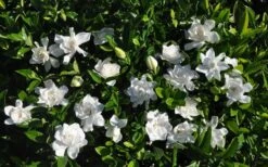 Summer Snow Gardenia - 3 Gallon Pot -FloraHaven Shop gardenia jasminoides summer snow 9
