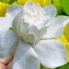Gold Doubloon Gardenia - 6 Pack Of 1 Gallon Pots 2 Gold Doubloon Gardenia - 6 Pack Of 1 Gallon Pots -FloraHaven Shop gardenia ogon no hana gold doubloon 10 2