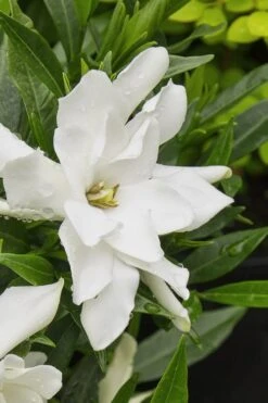 Radicans Creeping Dwarf Gardenia - 6 Pack Of 1 Gallon Pots 15 Radicans Creeping Dwarf Gardenia - 6 Pack Of 1 Gallon Pots -FloraHaven Shop gardenia radicans 22