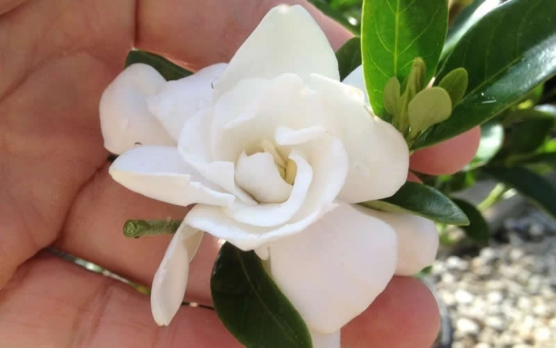 Jubilation Gardenia - 3 Gallon Pot 6 Jubilation Gardenia - 3 Gallon Pot - Image 4