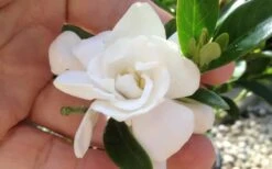 Jubilation Gardenia - 1 Gallon Pot 10 Jubilation Gardenia - 1 Gallon Pot -FloraHaven Shop gardeniajubilation 5