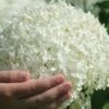 Incrediball Smooth Hydrangea - 3 Gallon Pot 2 Incrediball Smooth Hydrangea - 3 Gallon Pot -FloraHaven Shop hydrangea arborescens annabelle 21 1