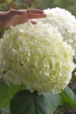 Incrediball Smooth Hydrangea - 3 Gallon Pot 14 Incrediball Smooth Hydrangea - 3 Gallon Pot -FloraHaven Shop hydrangea arborescens incrediball 10