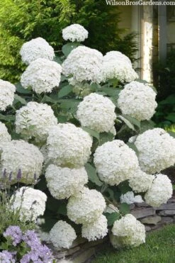 Incrediball Smooth Hydrangea - 3 Gallon Pot 12 Incrediball Smooth Hydrangea - 3 Gallon Pot -FloraHaven Shop hydrangea arborescens incrediball 16