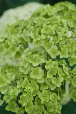Invincibelle Sublime Smooth Hydrangea - 3 Gallon Pot -FloraHaven Shop hydrangea arborescens invincibelle sublime 3