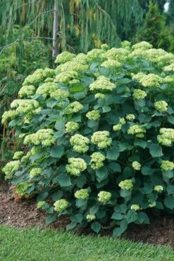 Invincibelle Sublime Smooth Hydrangea - 3 Gallon Pot -FloraHaven Shop hydrangea arborescens invincibelle sublime 6