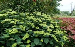 Invincibelle Sublime Smooth Hydrangea - 3 Gallon Pot -FloraHaven Shop hydrangea arborescens invincibelle sublime 8