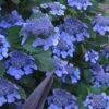 Bluebird Hydrangea - 3 Gallon Pot -FloraHaven Shop hydrangea bluebird 21