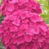 Charm Red Hydrangea - 3 Gallon Pot -FloraHaven Shop hydrangea charm red 5