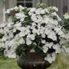 Fairytrail Bride Cascade Hydrangea - 2 Gallon Pot 2 Fairytrail Bride Cascade Hydrangea - 2 Gallon Pot -FloraHaven Shop hydrangea fairytrail bride 11