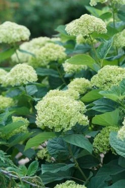 Invincibelle Sublime Smooth Hydrangea - 3 Gallon Pot -FloraHaven Shop hydrangea invincibelle sublime 500x750 1