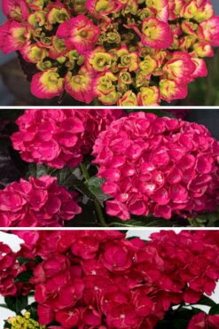 Akadama Hydrangea - 3 Gallon Pot -FloraHaven Shop hydrangea macrophylla akadama 3