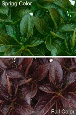 Akadama Hydrangea - 3 Gallon Pot -FloraHaven Shop hydrangea macrophylla akadama 4