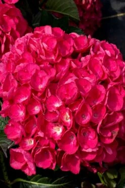 Akadama Hydrangea - 3 Gallon Pot -FloraHaven Shop hydrangea macrophylla akadama 6