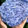 Big Daddy Hydrangea - 3 Gallon Pot 1 Big Daddy Hydrangea - 3 Gallon Pot -FloraHaven Shop hydrangea macrophylla big daddy 101 1