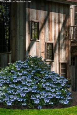 Blue Wave Lacecap Hydrangea - 3 Gallon Pot 16 Blue Wave Lacecap Hydrangea - 3 Gallon Pot -FloraHaven Shop hydrangea macrophylla blue wave 22