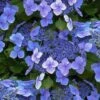 Blue Wave Lacecap Hydrangea - 3 Gallon Pot 1 Blue Wave Lacecap Hydrangea - 3 Gallon Pot -FloraHaven Shop hydrangea macrophylla blue wave 23