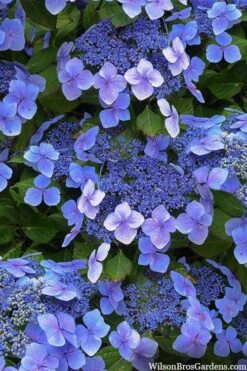 Blue Wave Lacecap Hydrangea - 3 Gallon Pot