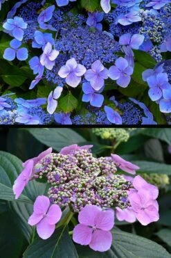 Blue Wave Lacecap Hydrangea - 3 Gallon Pot 17 Blue Wave Lacecap Hydrangea - 3 Gallon Pot -FloraHaven Shop hydrangea macrophylla blue wave 24
