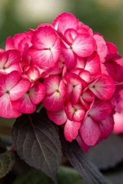 Eclipse Bigleaf Hydrangea - 3 Gallon Pot -FloraHaven Shop hydrangea macrophylla eclipse 1