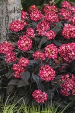 Eclipse Bigleaf Hydrangea - 3 Gallon Pot -FloraHaven Shop hydrangea macrophylla eclipse 3