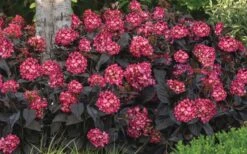 Eclipse Bigleaf Hydrangea - 3 Gallon Pot -FloraHaven Shop hydrangea macrophylla eclipse 4