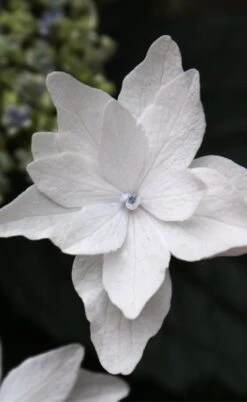 FloraHaven Shop 35 Fuji Waterfall Hydrangea - 3 Gallon Pot