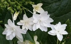 Fuji Waterfall Hydrangea - 1 Gallon Pot -FloraHaven Shop hydrangea macrophylla fuji waterfall 2 1