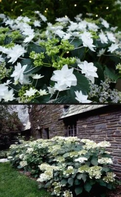 Fuji Waterfall Hydrangea - 3 Gallon Pot -FloraHaven Shop hydrangea macrophylla fuji waterfall 4