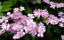 Izu No Hana Lacecap Hydrangea - 3 Gallon Pot 14 Izu No Hana Lacecap Hydrangea - 3 Gallon Pot -FloraHaven Shop hydrangea macrophylla izu no ito 3