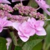 Izu No Hana Lacecap Hydrangea - 3 Gallon Pot -FloraHaven Shop hydrangea macrophylla izu no ito 6
