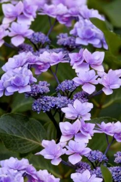 Izu No Hana Lacecap Hydrangea - 3 Gallon Pot 15 Izu No Hana Lacecap Hydrangea - 3 Gallon Pot -FloraHaven Shop hydrangea macrophylla izu no ito 9