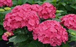 Let's Dance 'Big Band' Dwarf Hydrangea - 3 Gallon Pot -FloraHaven Shop hydrangea macrophylla lets dance big band 1