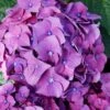 Let's Dance 'Big Band' Dwarf Hydrangea - 3 Gallon Pot -FloraHaven Shop hydrangea macrophylla lets dance big band 2