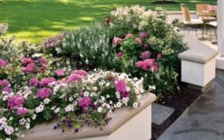 Let's Dance 'Big Band' Dwarf Hydrangea - 3 Gallon Pot -FloraHaven Shop hydrangea macrophylla lets dance big band 3