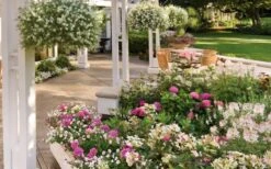 Let's Dance 'Big Band' Dwarf Hydrangea - 3 Gallon Pot -FloraHaven Shop hydrangea macrophylla lets dance big band 4