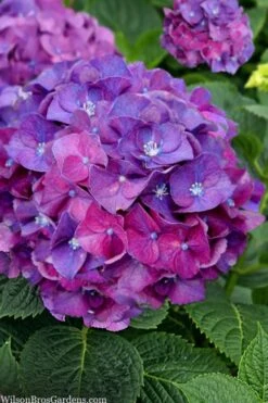 Let's Dance 'Big Band' Dwarf Hydrangea - 3 Gallon Pot -FloraHaven Shop hydrangea macrophylla lets dance big band 5