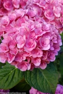 Love Hydrangea - 3 Gallon Pot -FloraHaven Shop hydrangea macrophylla love 1