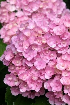 Love Hydrangea - 3 Gallon Pot -FloraHaven Shop hydrangea macrophylla love 5