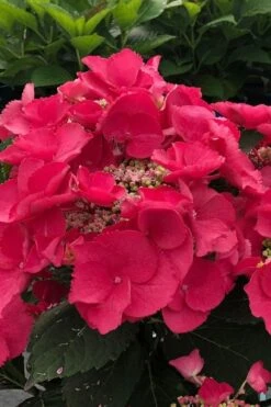 Cherry Explosion Hydrangea - 3 Gallon Pot 9 Cherry Explosion Hydrangea - 3 Gallon Pot -FloraHaven Shop hydrangea macrophylla mckay cherry explosion 100