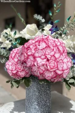 Miss Saori Hydrangea - 1 Gallon Pot -FloraHaven Shop hydrangea macrophylla miss saori 20