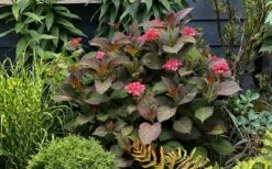 Miss Saori Hydrangea - 1 Gallon Pot -FloraHaven Shop hydrangea macrophylla miss saori 9